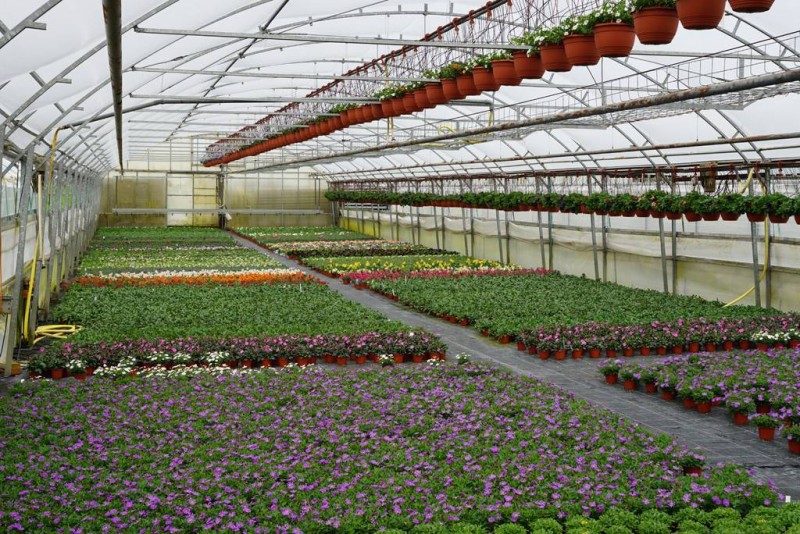 Produktionsfläche für Saisonpflanzen