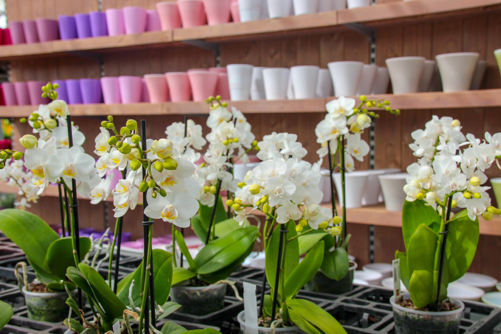 grosse Auswahl an Orchideen