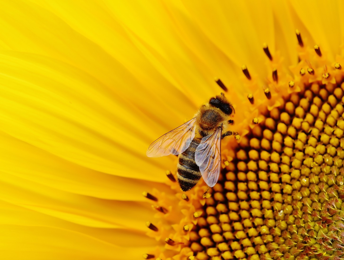 Pflanzencenter Kipper AG - Bienenfreundliche Blumen in der Natur | Pflanzencenter Kipper