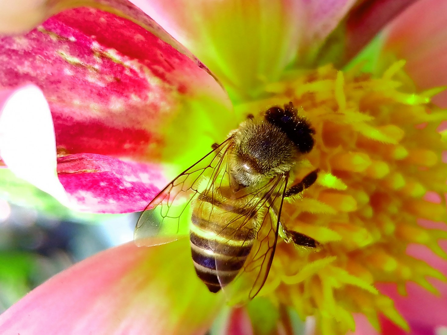 Pflanzencenter Kipper AG - Bienenfreundliche Blumen in der Natur | Pflanzencenter Kipper