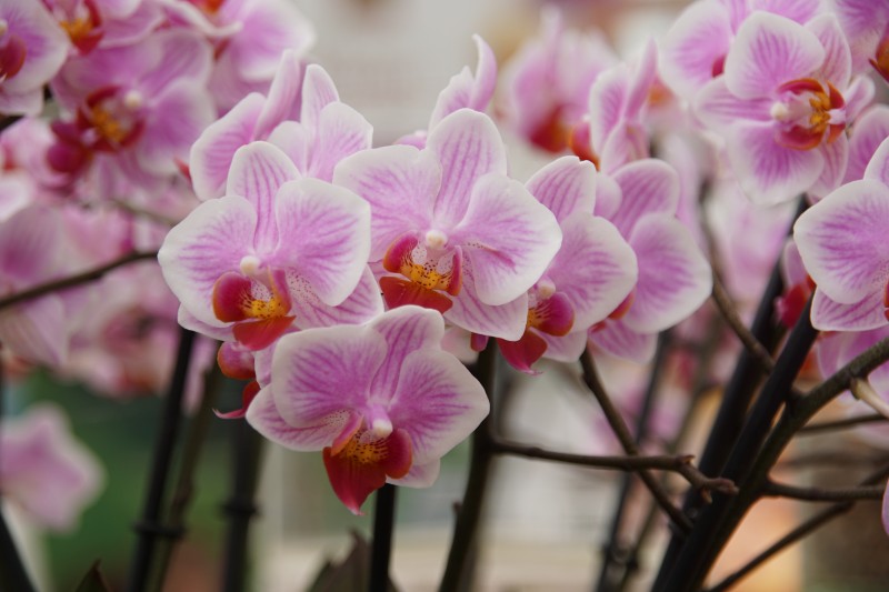 Schmetterlings - Orchideen kleinblumig, rosa