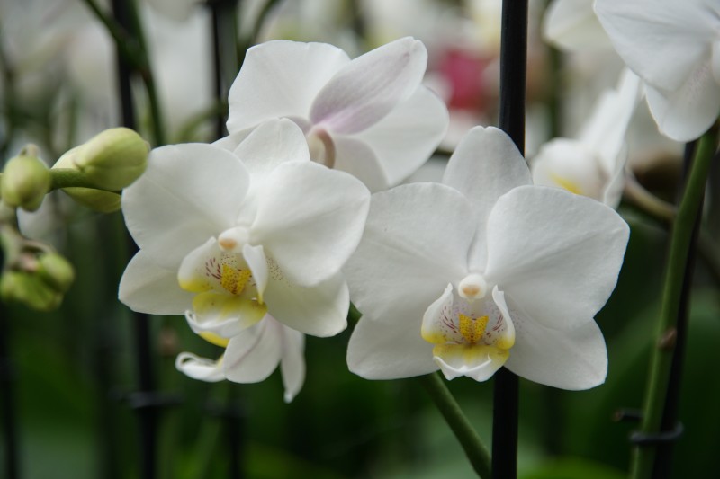 Schmetterlings - Orchideen kleinblumig, weiss