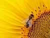 Bienenfreundliche Pflanzen