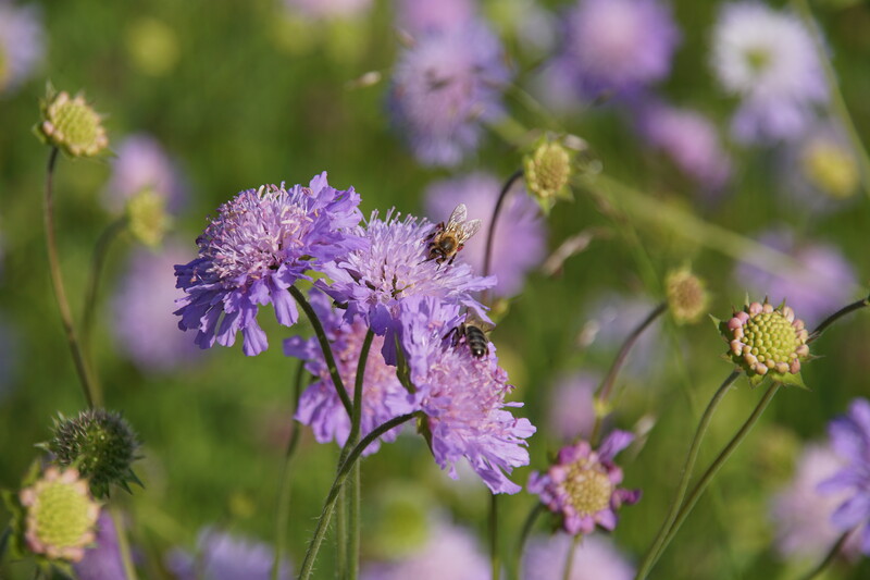 Bienen besuchen eine Wittwenblume