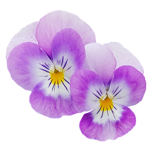 Violas im schönen Lila