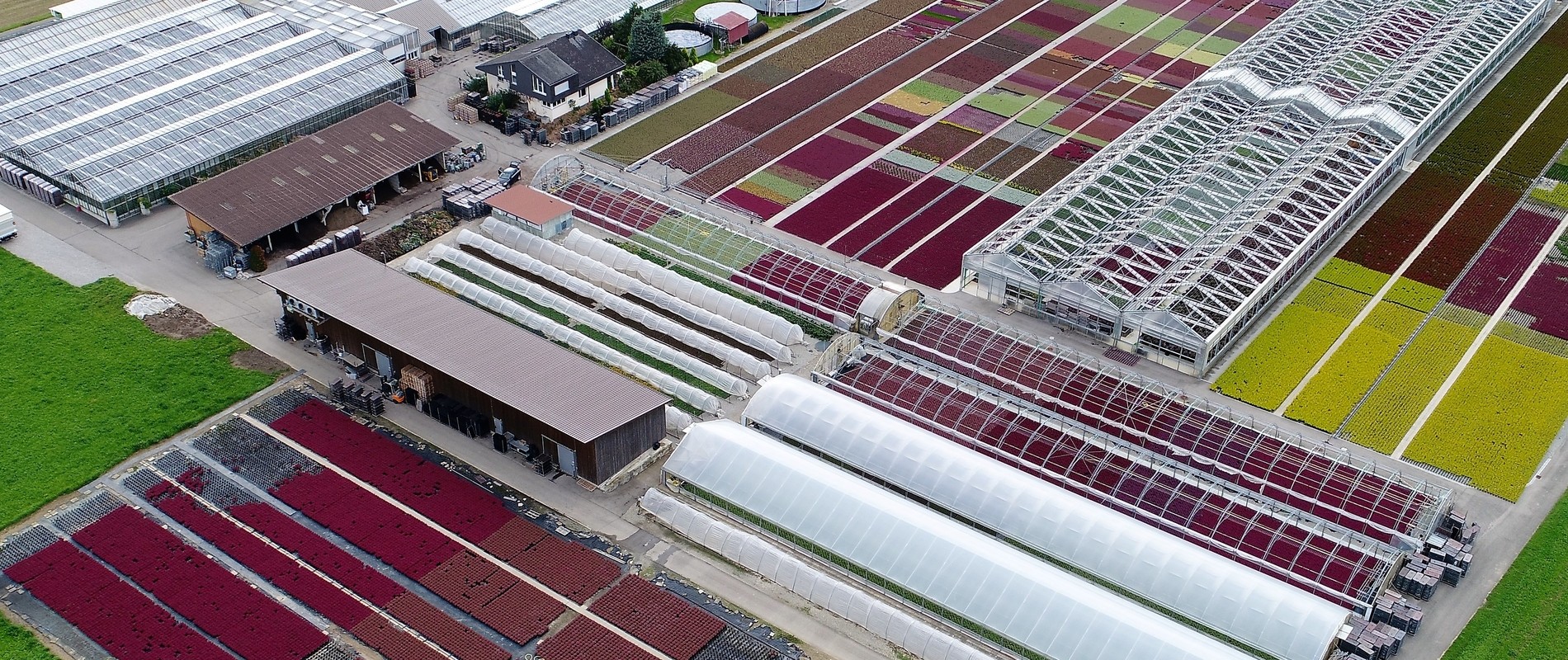 Pflanzencenter Kipper AG - Produktionsfläche für Saisonpflanzen in der Gärtnerei Kipper