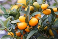 Kumquat mit vielen kleinen süss-sauren Früchten.