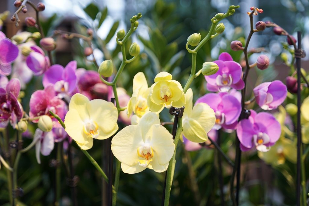 Orchideen-Woche