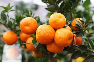 Vitaminreiche Mandarinen.