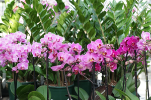 kleinblumige Falterorchideen