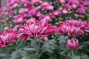 grossblumige Chrysantheme